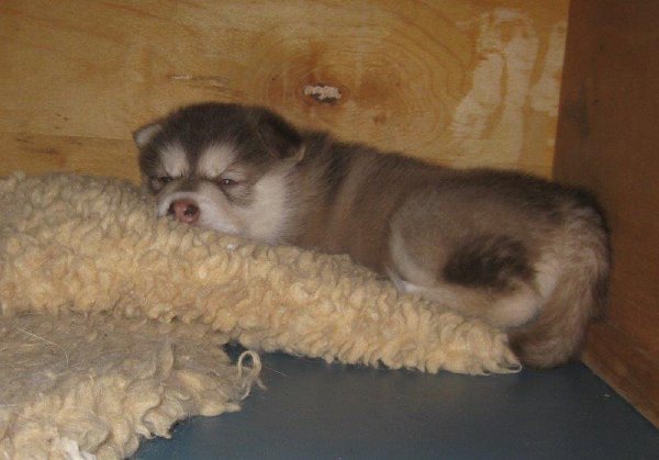 Y-Wurf 4 Wochen 001_1